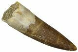 Fossil Plesiosaur (Zarafasaura) Tooth - Morocco #369978-1